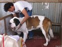 Mannuthy-Thrissur-Dog-Show-2011 (30)